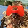 Acunny Chicken Bakers, Anti-pick Blinkers for,Poultry Balls | Chicken Poufant Poultry Boulir Moon Glasses view 2