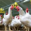 Acunny Chicken Bakers, Anti-pick Blinkers for,Poultry Balls | Chicken Poufant Poultry Boulir Moon Glasses view 3