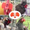 Acunny Chicken Bakers, Anti-pick Blinkers for,Poultry Balls | Chicken Poufant Poultry Boulir Moon Glasses view 4