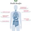 Foods For Gut Lactobacillus Brevis Probiotic Powder 200 Billion cfu's | Made in USA | No Additives | Digestive & Immune Support | High Potency | L. Brevis | (100 Grams) view 4