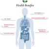 Foods For Gut Lactobacillus Paracasei Probiotic Powder 400 Billion cfu's | Made in USA | No Additives | Digestive & Immune Support | High Potency | L. Paracasei | (100 Grams) view 4