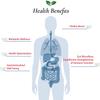 Foods For Gut Lactobacillus Casei Probiotic Powder 300 Billion cfu's | Made in USA | No Additives | Digestive & Immune Support | High Potency | L. Casei | (100 Grams) view 4