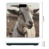 Goat on Hillside Scale for Body Weight Highly Accurate Digital Bathroom Body Scale Digital Body Weight Scale Tempered Glass LCD Display Batteries and Tape Measure view 2