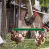 Swing for hens - enrichment toy for poultry, chicken toy for chicken coop view 2