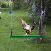 Swing for hens - enrichment toy for poultry, chicken toy for chicken coop view 3