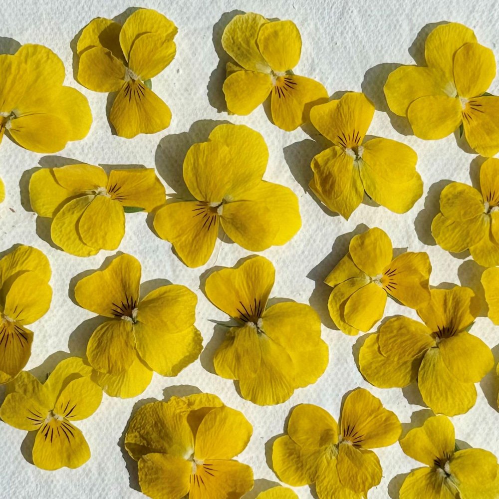 Edible Flowers - Freeze Dried Yellow Violas - 20 Heads - UK Grown & Dried - Certified Food Grade (565)