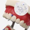 30 Pcs/box Dental Transparent Sectional Contoured Matrices Matrix Polyester Matrice for Anterior and Posterior teeth (1 case Anterior- 30pcs) view 2