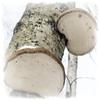Dried Birch Porling (Fomitopsis Betulina) 100g - Natural Product, Wild Collection, Ideal for Teas and Garden Care view 2