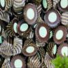 Chocolate Icy Cups | Minty Flavour | Cupcake shaped | Mini Choc Treats | Vegetarian (2kg) view 1