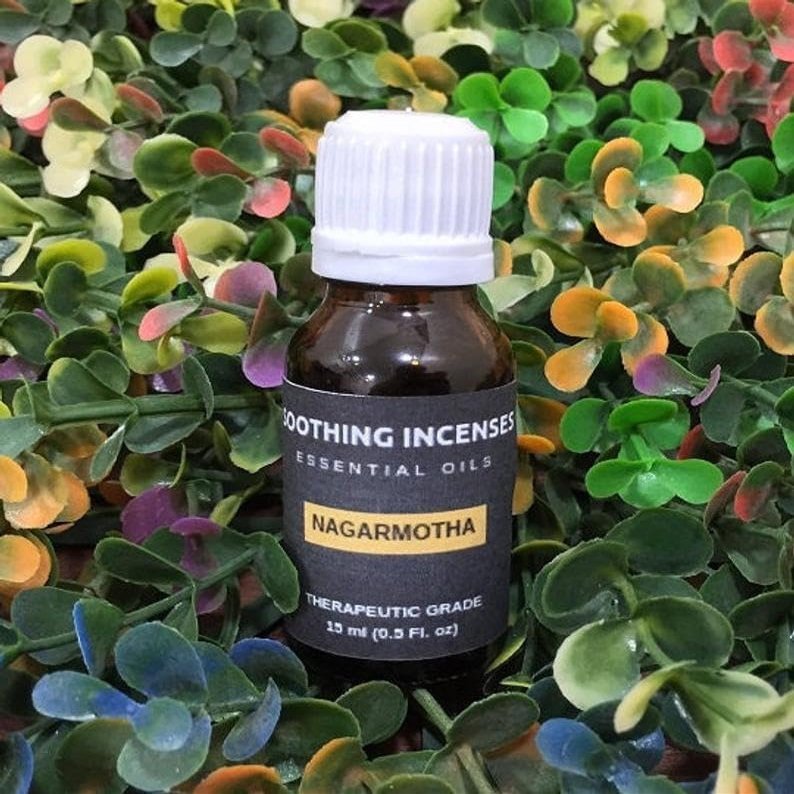Nagarmotha Essential Oil -100% Pure and Natural Oil for Natural for Aromatherapy, Massage & Skin Care Oil (100ml)