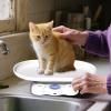 Pet Scales for Cats, Small Animal Weighing Tool, Non-Slip Portable Digital Scale for Puppy Hamster Farming Home Weighing view 3