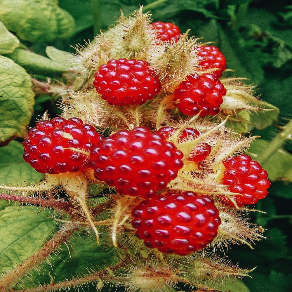 JAPANESE RASPBERRY JAPANESE GRAPES RUBUS Phoenicolasius Jar 1 Litre