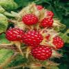 JAPANESE RASPBERRY JAPANESE GRAPES RUBUS Phoenicolasius Jar 1 Litre view 1
