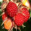 JAPANESE RASPBERRY JAPANESE GRAPES RUBUS Phoenicolasius Jar 1 Litre view 2