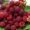 JAPANESE RASPBERRY JAPANESE GRAPES RUBUS Phoenicolasius Jar 1 Litre view 3