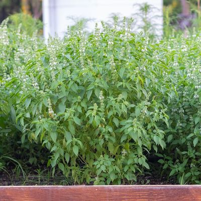 Lemon Basil Seeds Fresh, Fragrant Herb for Culinary & Garden Use Zesty Citrus Aroma Perfect for Salads, Teas, and Thai Cooking Easy to Grow Indoors & Outdoors
