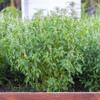 Lemon Basil Seeds Fresh, Fragrant Herb for Culinary & Garden Use Zesty Citrus Aroma Perfect for Salads, Teas, and Thai Cooking Easy to Grow Indoors & Outdoors view 1