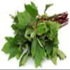 Lakshmi Stores - Fresh Gongura Leaves (Sorrel Leaves, Ambada Greens) 1 Bunch | Indian Sour Leaf Herb for Chutney, Curry, Dal | Tangy Cooking Green Leafy Vegetable (1 Bunch) view 1