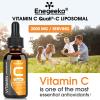 Liposomal Vitamin C Liquid 2000mg High Absorption Vegan Formula for Immune & Antioxidant, Non-GMO, Gluten & Soy Free (60 ml (Pack of 2)) view 3