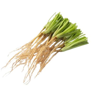 Fresh Coriander root 100g