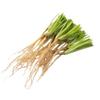 Fresh Coriander root 100g view 1