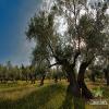 Pintarr | Ecological Honey from Mediterranean Forest - Jar 500 gr. view 3