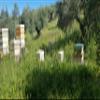 Pintarr | Organic Thyme Honey - Jar 500 gr. view 3