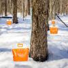 JINGLING Maple Sap Collection Kit - Maple Pick, Reusable L-Tip Bags Antifreeze Tubes for Organic Farm Self-Sufficiency Making Sugar Birch Water Educational view 3