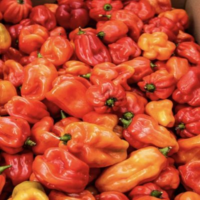 African Bonnet Chillies, Fresh Hot Peppers, 30 Pieces