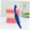 Gatuida 4pcs Double Sided Denture Cleaning Brush for Braces and Denture with Easy and Thorough Cleaning Made of Sturdy Pp and Nylon at Home view 4