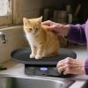 Digital Pet Scale Precision Weighing Tool for Animal view 3