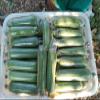 1000pcs Vegetable Sleeve Bag, Straight Protective Film For Melons And Fruits With Opening At Both Ends, Loofah Insect Protective Bag(Width 9cm) view 3