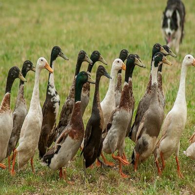 12 Fertile Duck Hatching Eggs FREE RANGE Healthy Mixed Crossed Breeds & Sizes