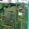 Aquarium Plant Cup Acrylic Water Plant Carrier with Suction Cup Fish Tank Stand Aquatic Plants Multipurpose Decoration Smooth Transparent Design for Freshwater Salt Water Aquarium view 2