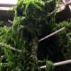 Food Additives Food Grade Dried Green Seaweed Ulva Lactuca Flakes 200g view 4
