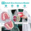 Dental Implant Teeth Model with Removable Resin Teeth & Soft Gum for Oral Surgeons, Dental Students Practice view 2
