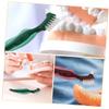 Beavorty 6pcs Dual Head False Teeth Brushes for Elderly Hard Bristle Denture Toothbrush with Gum Massaging Side Portable Compact Design for Daily Oral Care and Travel Cleaning view 3