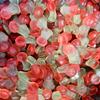 Sugar Free Cherries 1kg by The Gourmet Sweet Company view 1