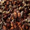Guylian Advent Calendar 254G. Countdown to Christmas with 24 delicious praline chocolates for each day. Festive countdown, stocking filler, secret santa.Pure Luxury view 3