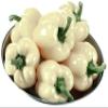 Swathi Fresh White Capsicum Farm Fresh Bell Peppers Crisp Texture and Mild Sweet Flavor 500g view 1