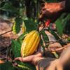 Ecuadorian Ceremonial Cacao Paste 500G - Nacional Bean - The World's Oldest Drinking Chocolate - Pure Ceremonial Cacao Block view 3