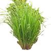 Bart Spices Fresh Lemon Grass 290g Premium Aromatic Herb for Thai Curries, Soups & Marinades Pack of 2 Intense Citrus Flavour view 3