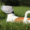 Dog Net Hood - Quiet Ears Cover for Small Pets, Breathable Scratch-Proof Guard with Mouth Zipper, Allows Panting and Drinking, Pet Protection for Shower, Bathing, Grooming, Swimming view 4