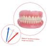 Baluue Denture Toothbrush for Adults 3pcs Small Dual-Headed Toothbrush Set with Hard Bristles for Fake Teeth Cleaning Oral Care Household Use view 3