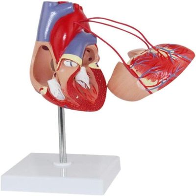 1:1 Human Heart Bypass Model Heart Bypass Surgery Model Detachable Human Anatomy Model of Heart Bypass for Medical Education Teaching Aids