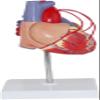 1:1 Human Heart Bypass Model Heart Bypass Surgery Model Detachable Human Anatomy Model of Heart Bypass for Medical Education Teaching Aids view 2