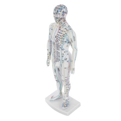 TOGEVAL Lifelike Male Human Body Acupuncture Model with Precise Pressure Point and Meridians Markings White Material Display Model for Chinese Medicine Teaching and Acupoint Location