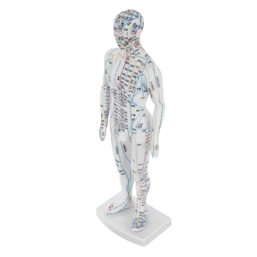 TOGEVAL Lifelike Male Human Body Acupuncture Model with Precise Pressure Point and Meridians Markings White Material Display Model for Chinese Medicine Teaching and Acupoint Location