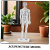 TOGEVAL Lifelike Male Human Body Acupuncture Model with Precise Pressure Point and Meridians Markings White Material Display Model for Chinese Medicine Teaching and Acupoint Location view 3