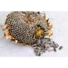 Roasted Lightly Salted Sunflower Seeds Bod-rum-High Rich Nutty Flavour Delicious Satisfying Healthy Snacks 300G Product of Turkey Origin Pack of 2 view 3